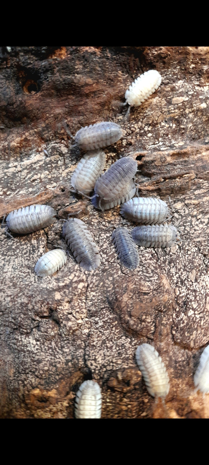 Armadillidium peraccae