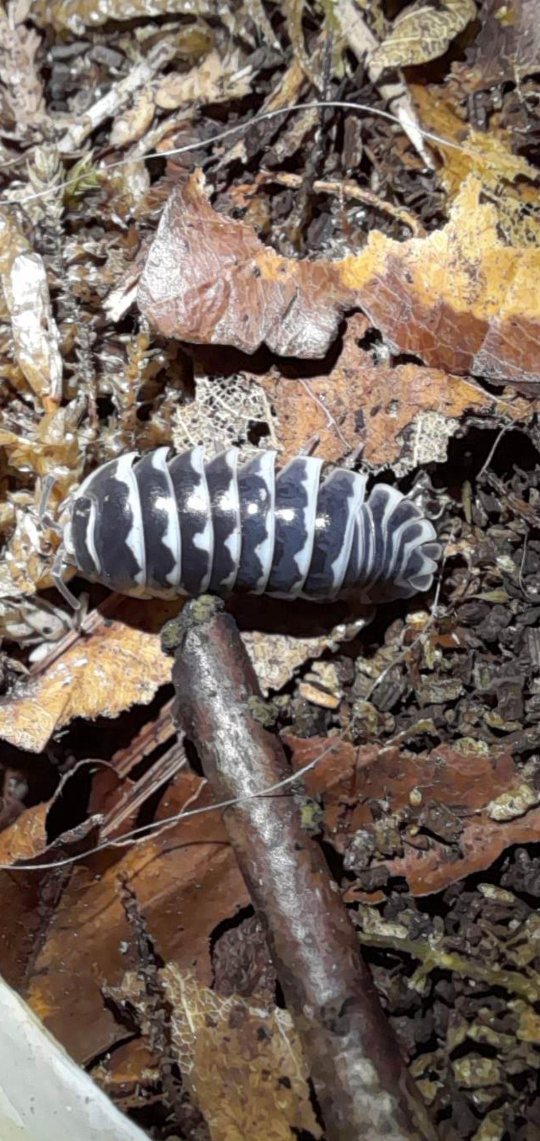 Armadillidium maculatum