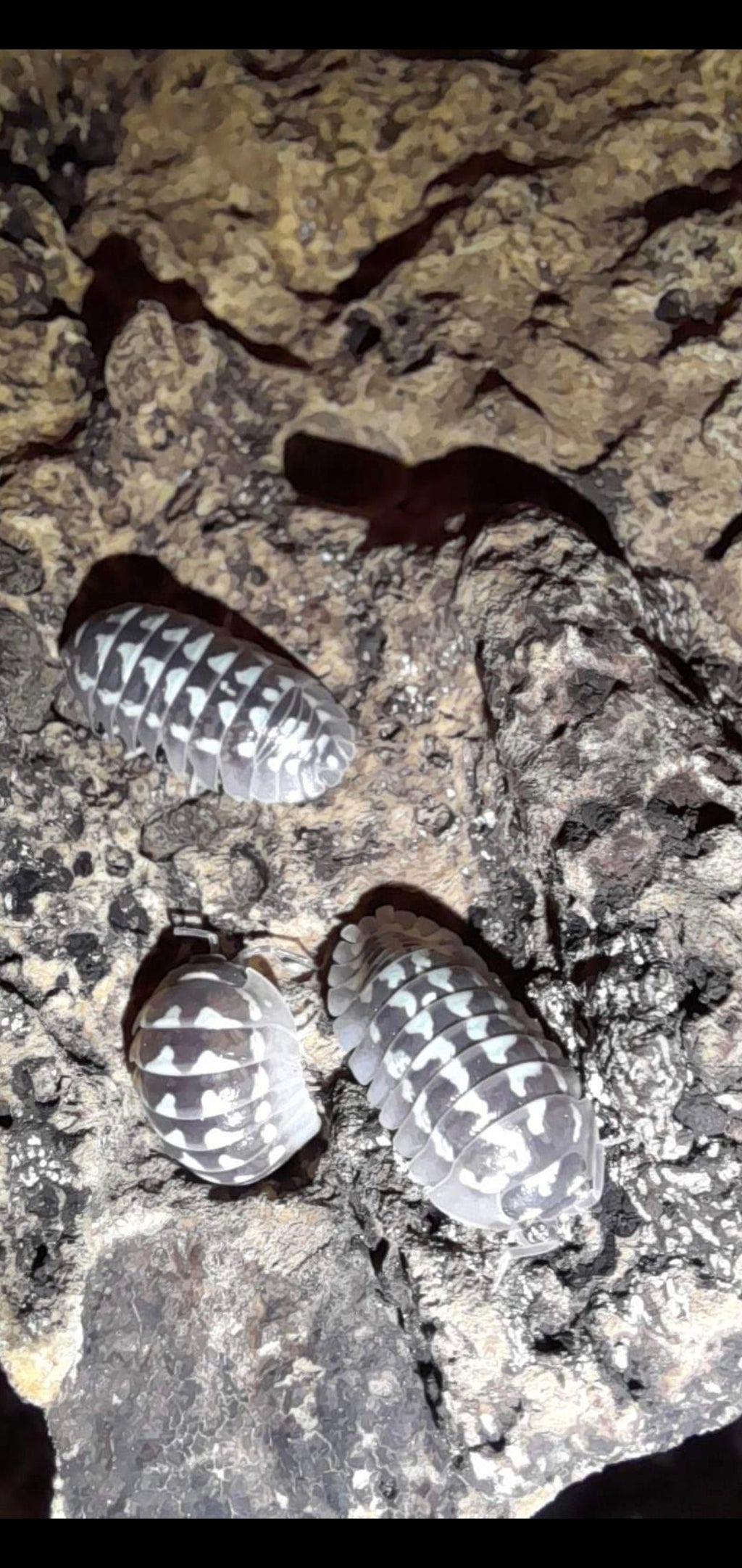 Armadillidium gestroi « White »