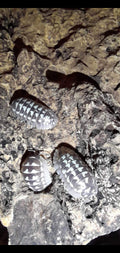 Armadillidium gestroi « White »