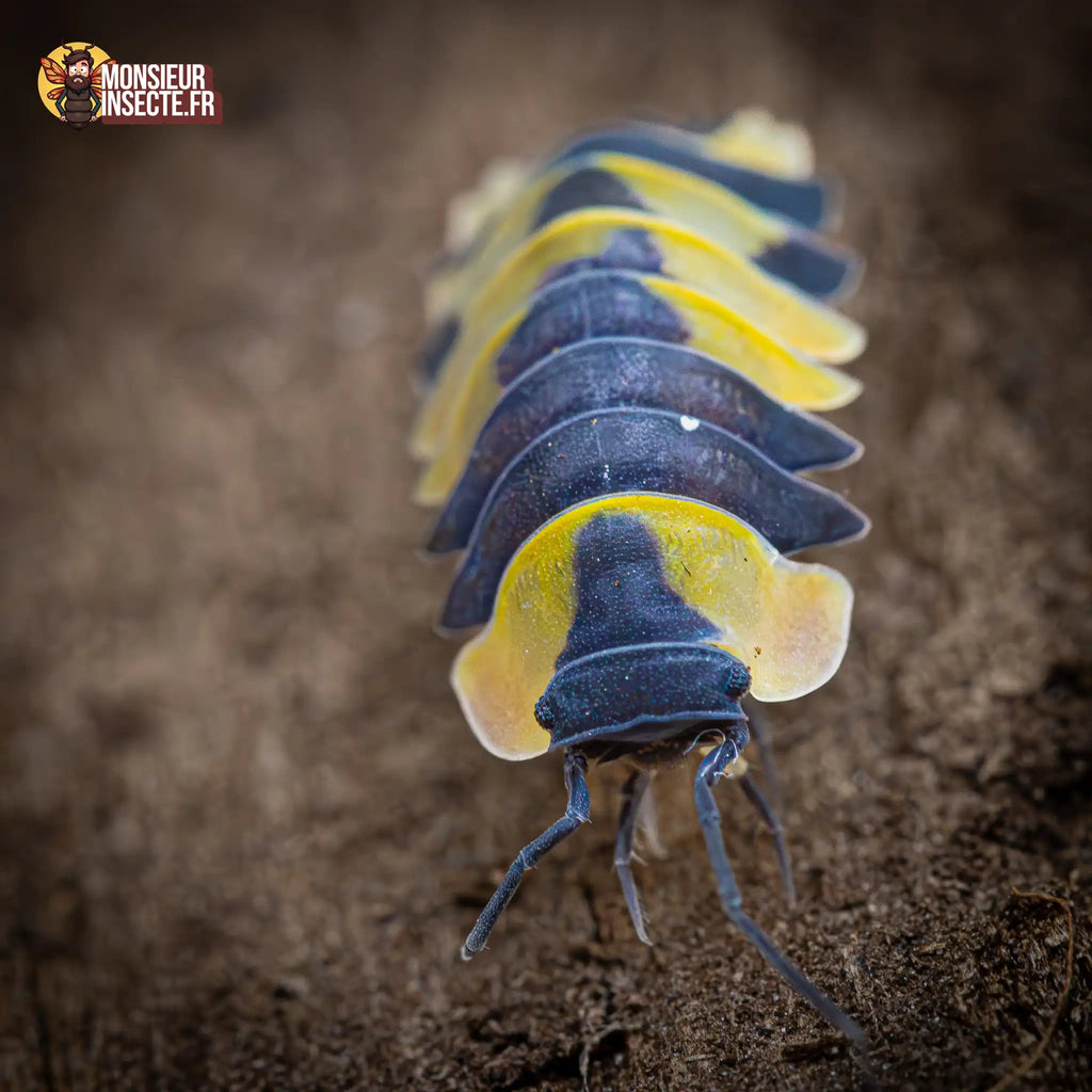 Ardentiella sp. « Yellow Phoenix »