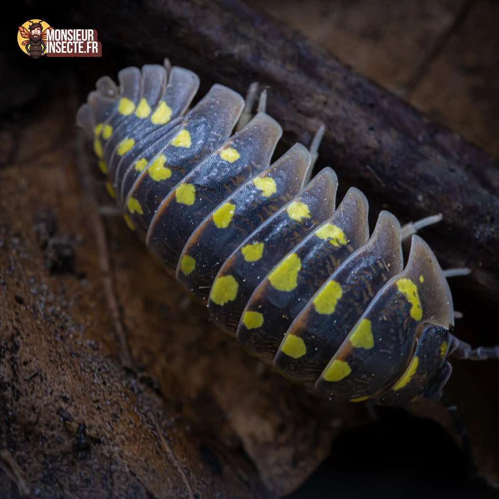 Armadillidium gestroi « Giant »