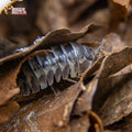 Armadillidium gestroi « Milky Way »