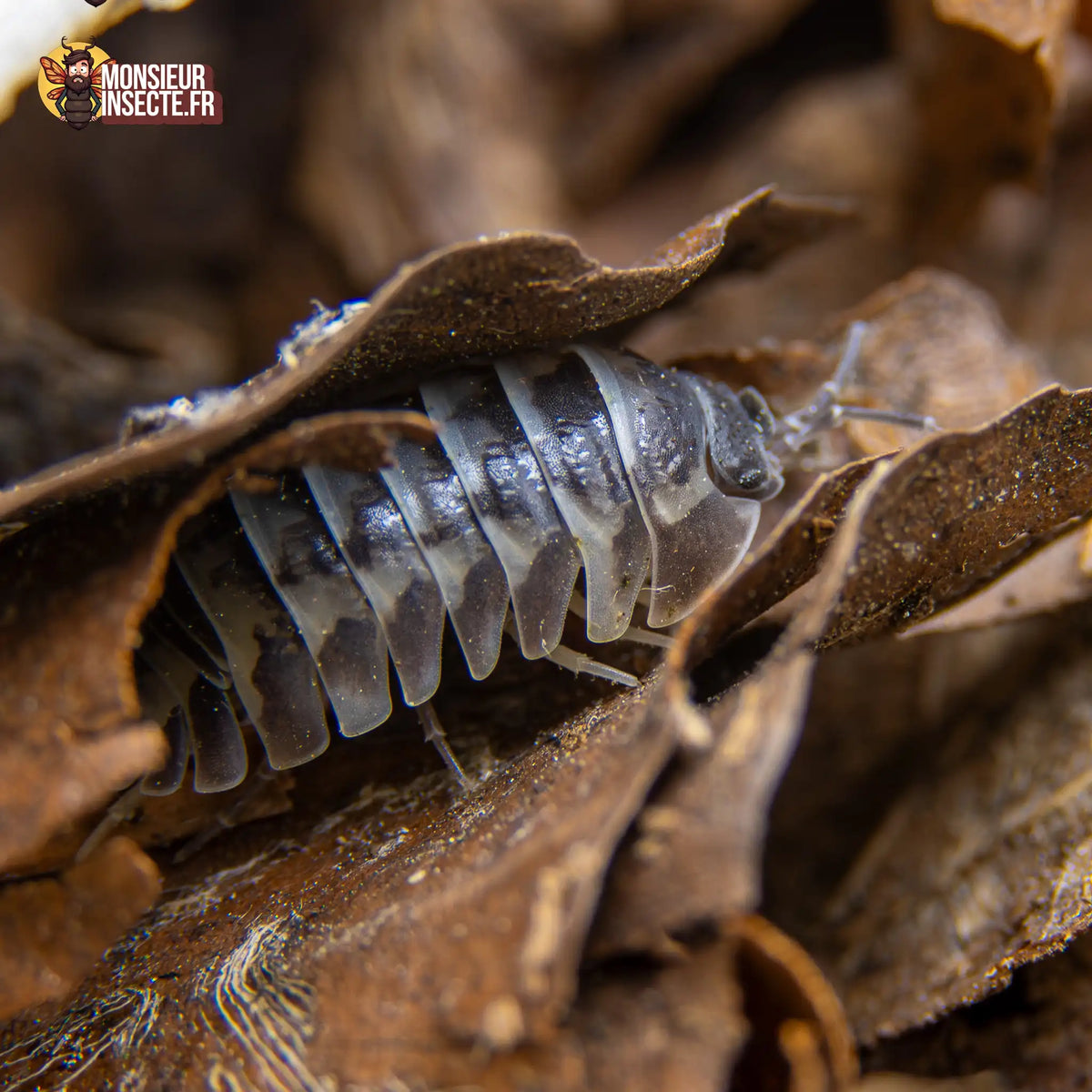 Armadillidium gestroi « Milky Way »