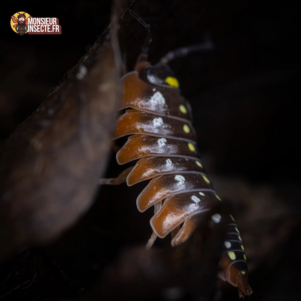 Armadillidium klugii « Montenegro »
