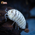 Armadillidium maculatum « Champagne »