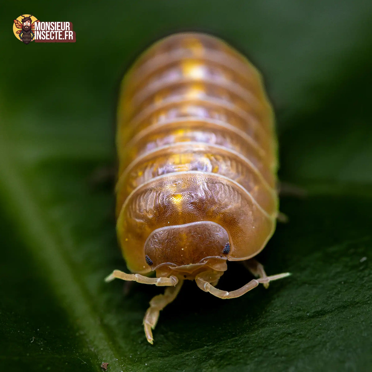 Armadillidium sp. « Albino »