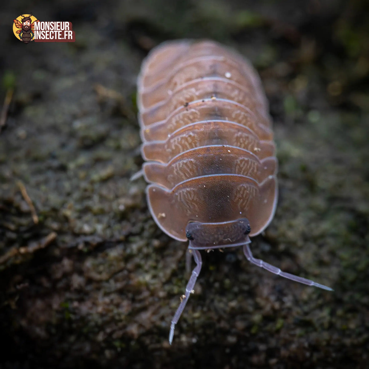 Caribodillo martinicensis