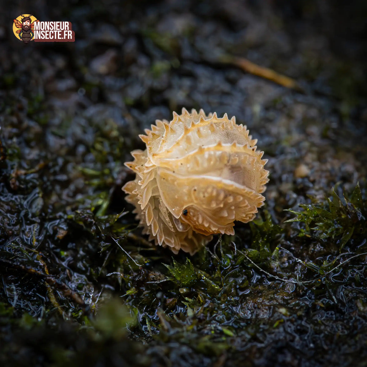 Cristarmadillidium maculatum