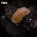 Cubaris murina « Mandarin »