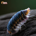 Cubaris sp. « Pak Chong Choix De Éleveur »