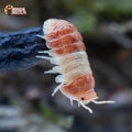Cubaris sp. « Panda King Red »