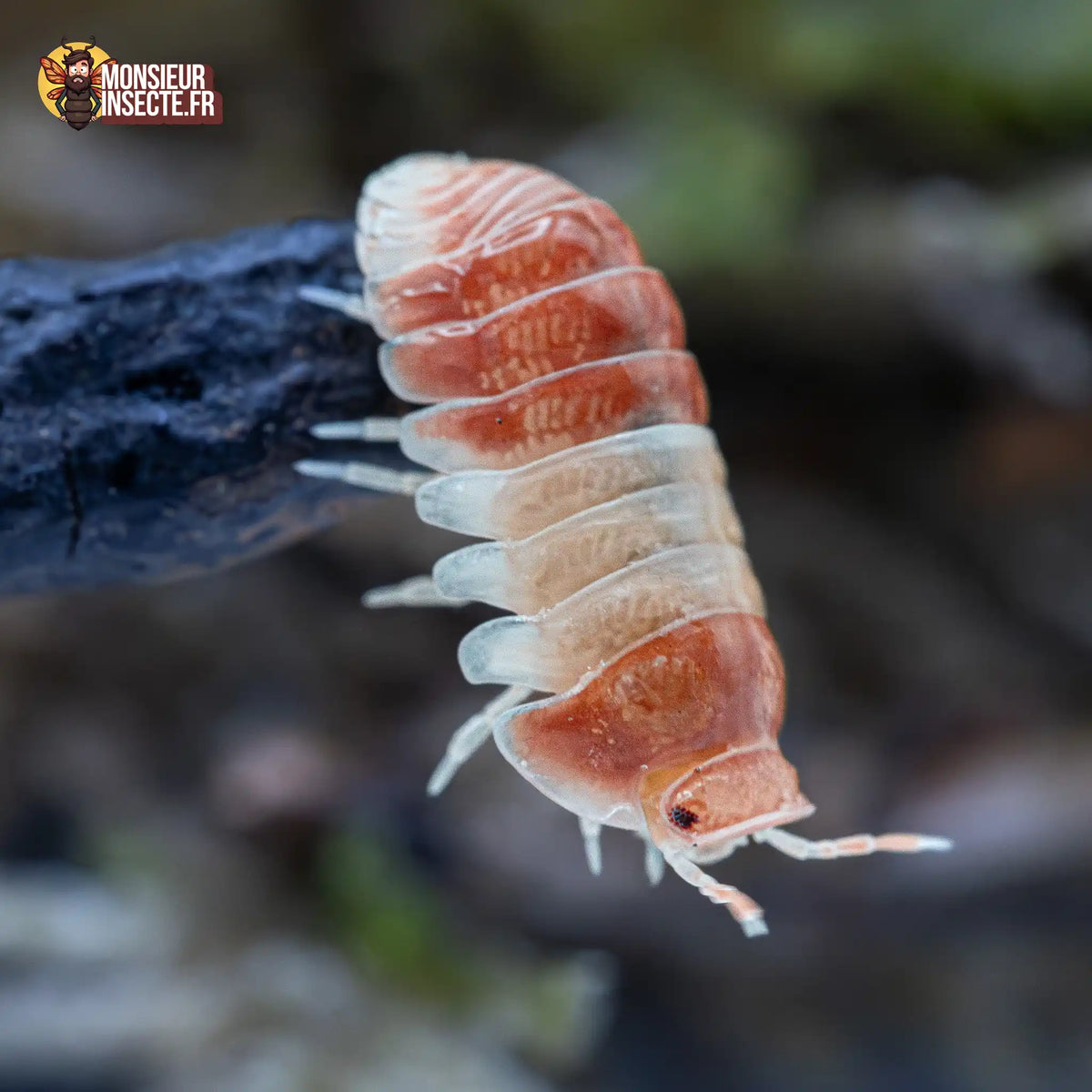 Cubaris sp. « Panda King Red »