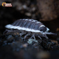 Porcellio flavomarginatus « Choix De Éleveur »