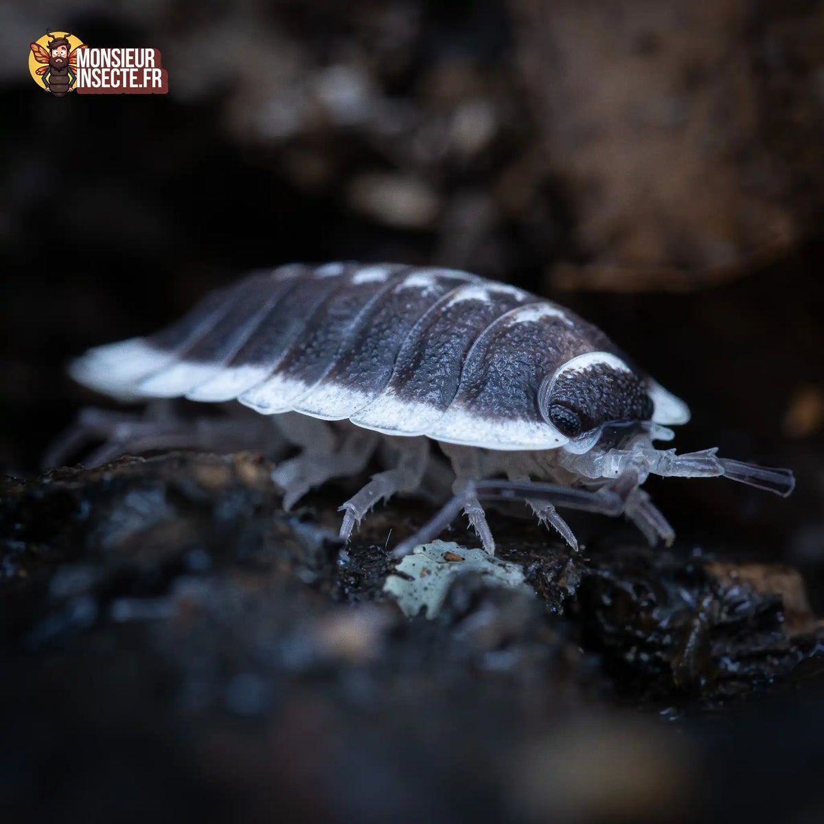 Porcellio flavomarginatus « Choix De Éleveur »