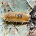 Porcellio scaber « Yellow Sun »