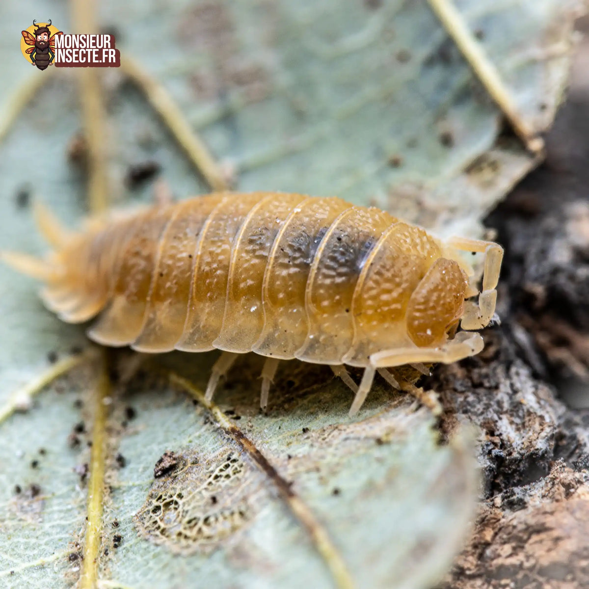 Porcellio scaber « Yellow Sun »
