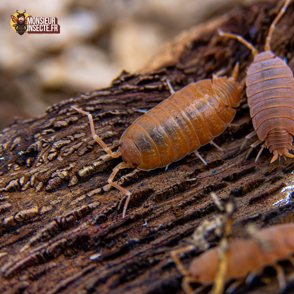 Porcellionides pruinosus