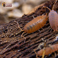 Porcellionides pruinosus