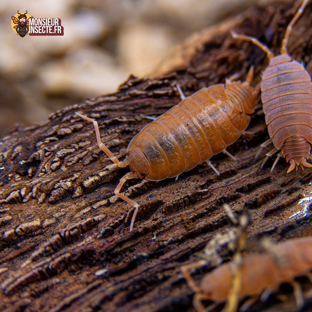 Porcellionides pruinosus