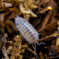 Porcellio laevis « White »