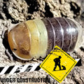 Cubaris sp. « R13 »