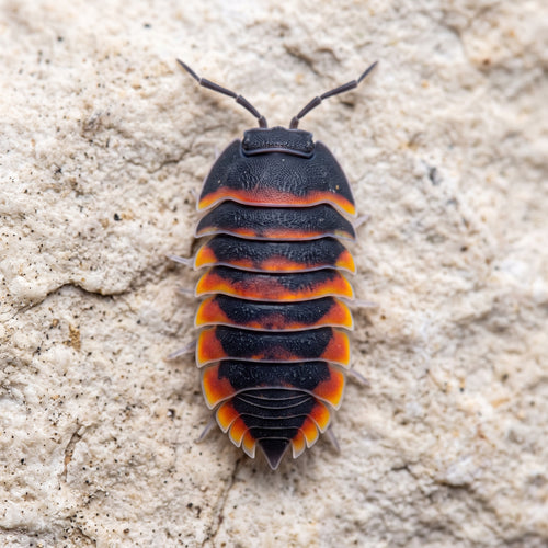 Ardentiella merulanella « Ember Bee »