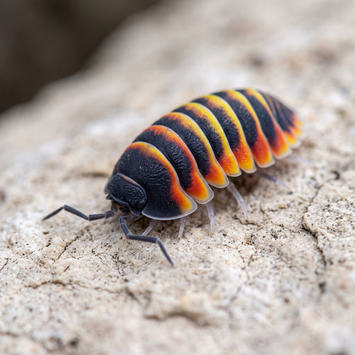 Ardentiella merulanella « Ember Bee »
