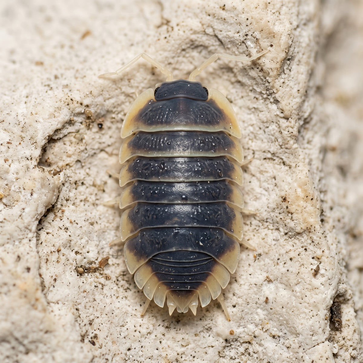 Ardentiella sp. « Milky Edge »