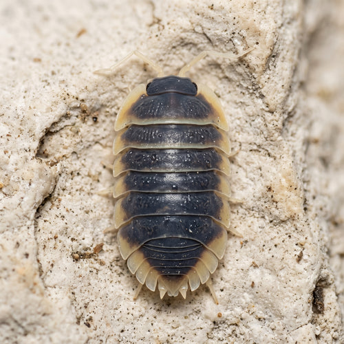Ardentiella sp. « Milky Edge »