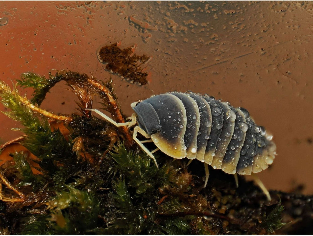 Ardentiella sp. « Milky Edge »