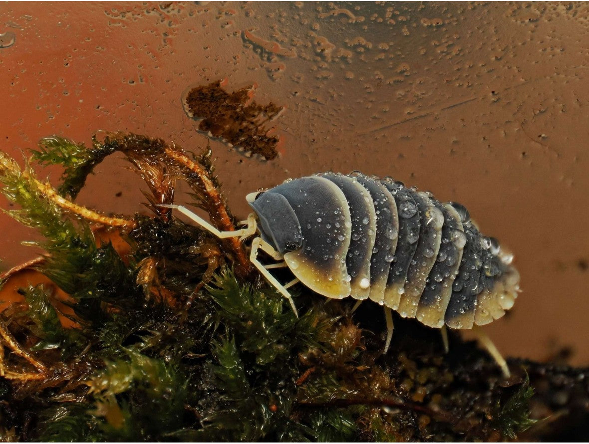 Ardentiella sp. « Milky Edge »