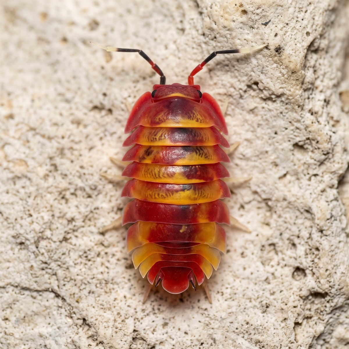 Ardentiella sp. « Scarlet »
