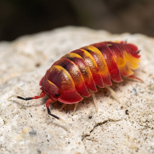 Ardentiella sp. « Scarlet »