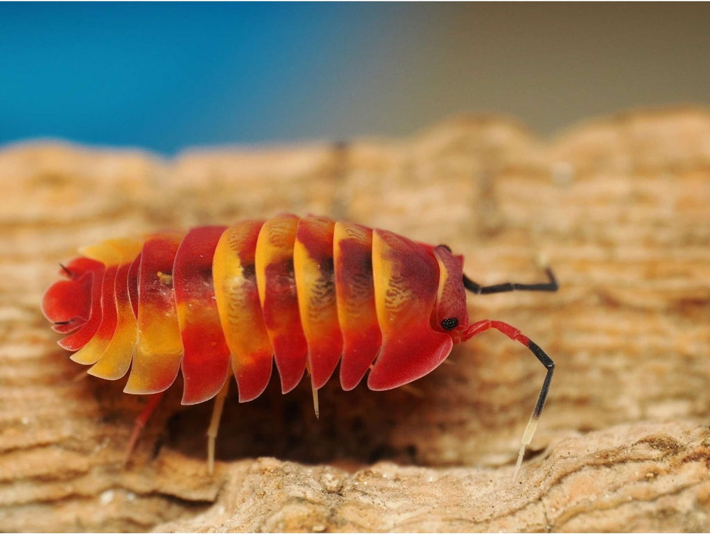 Ardentiella sp. « Scarlet »
