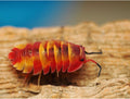 Ardentiella sp. « Scarlet »