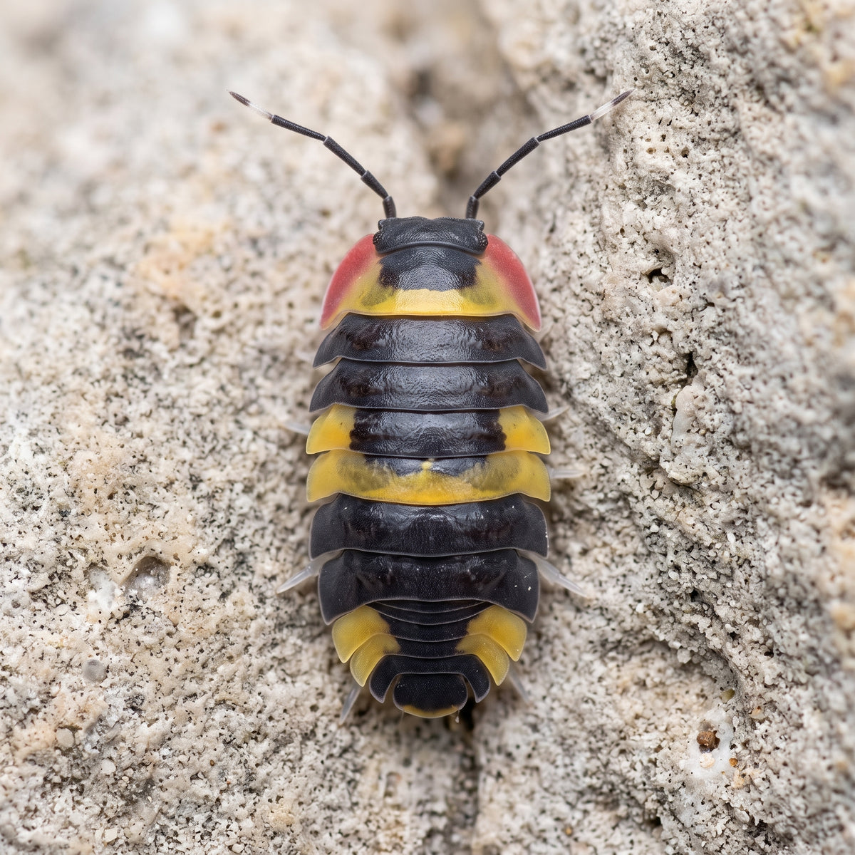 Ardentiella sp. « Tricolor »