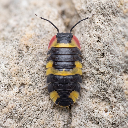 Ardentiella sp. « Tricolor »