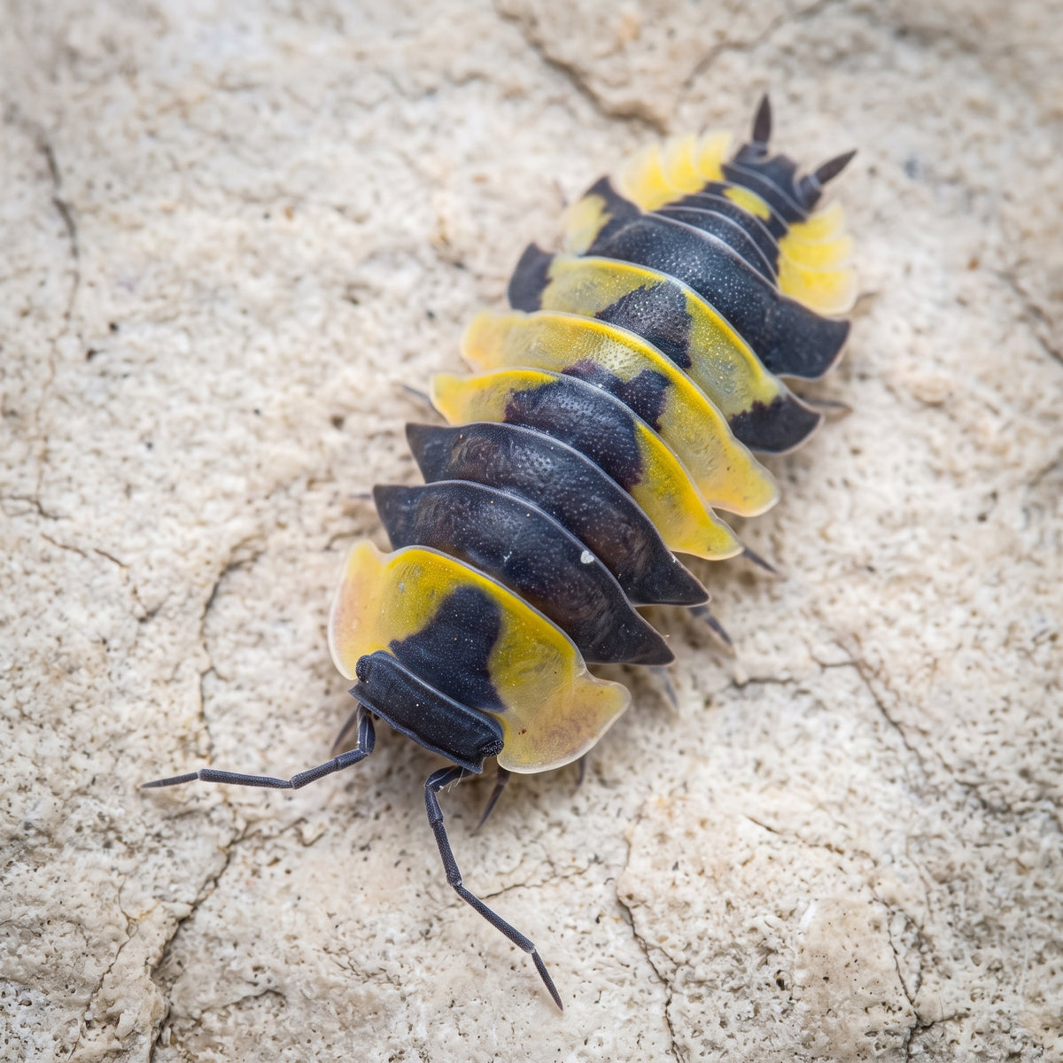 Ardentiella sp. « Yellow Phoenix »