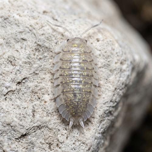 Armadillidium ameglioi