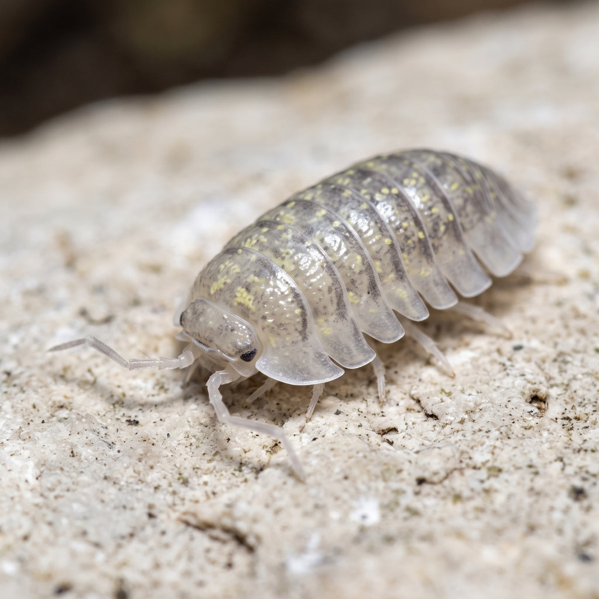 Armadillidium ameglioi