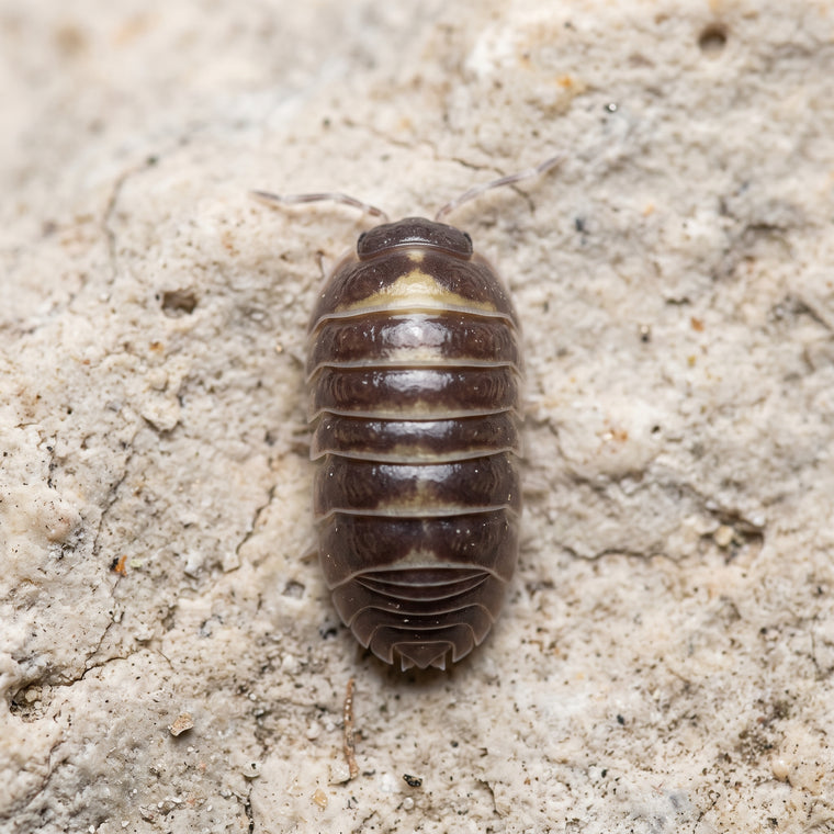 Armadillidium sp. « Casteldaccia »