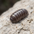 Armadillidium casteldaccia
