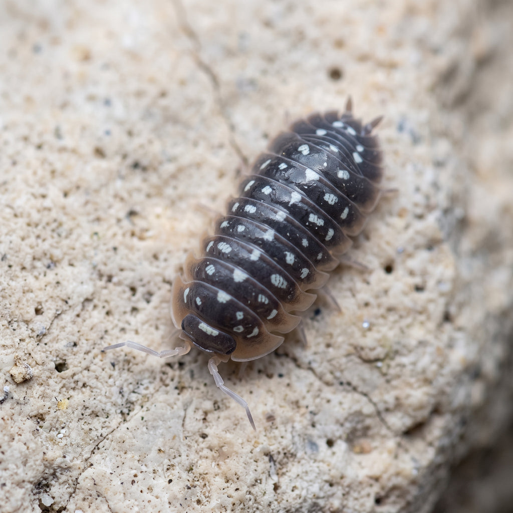 Armadillidium cetinjens