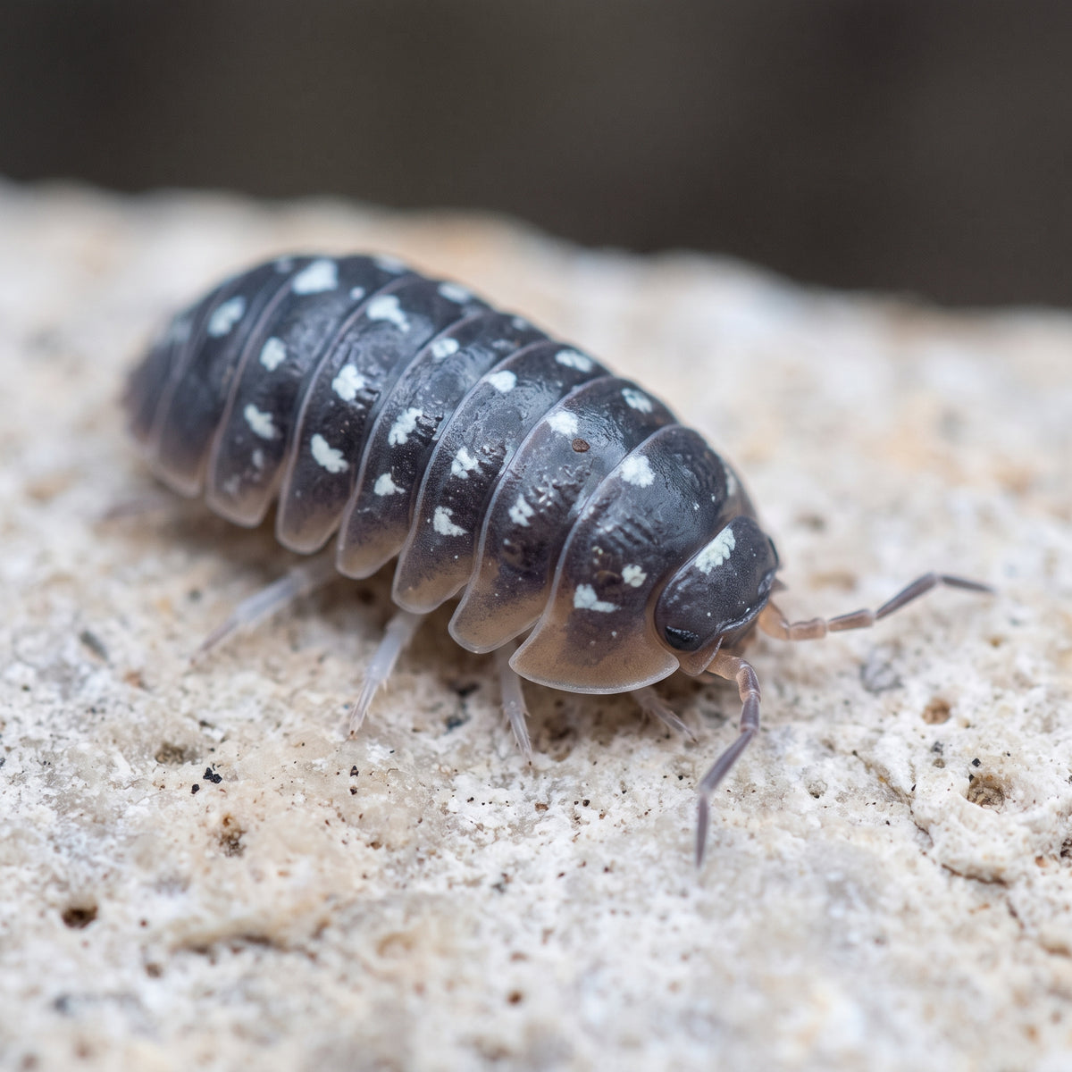 Armadillidium cetinjens