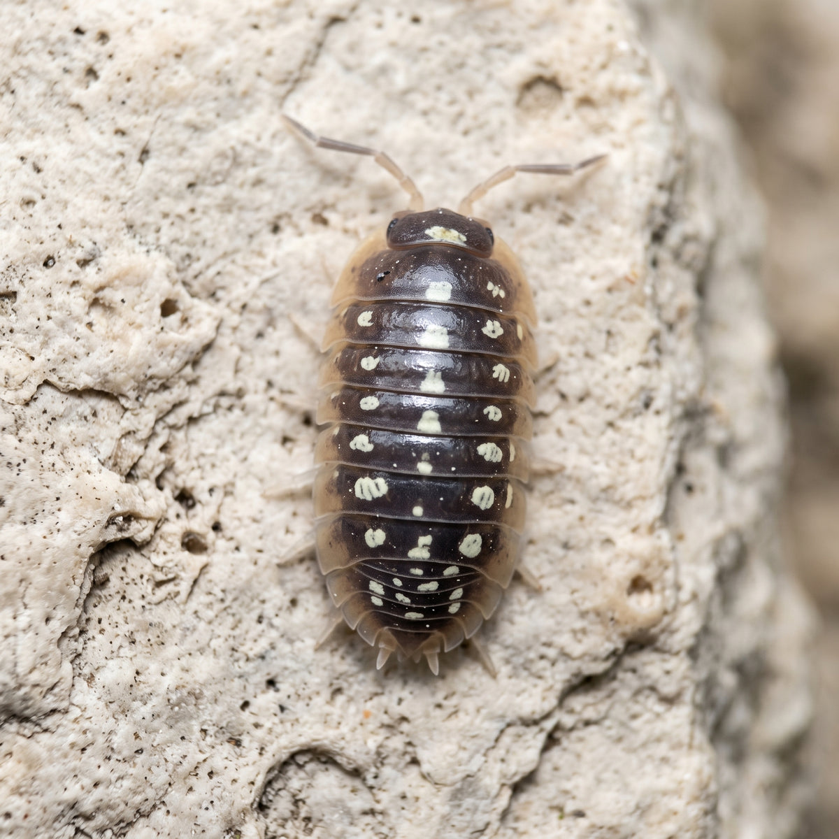 Armadillidium cetinjense
