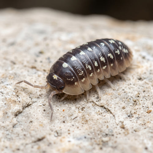 Armadillidium cetinjense