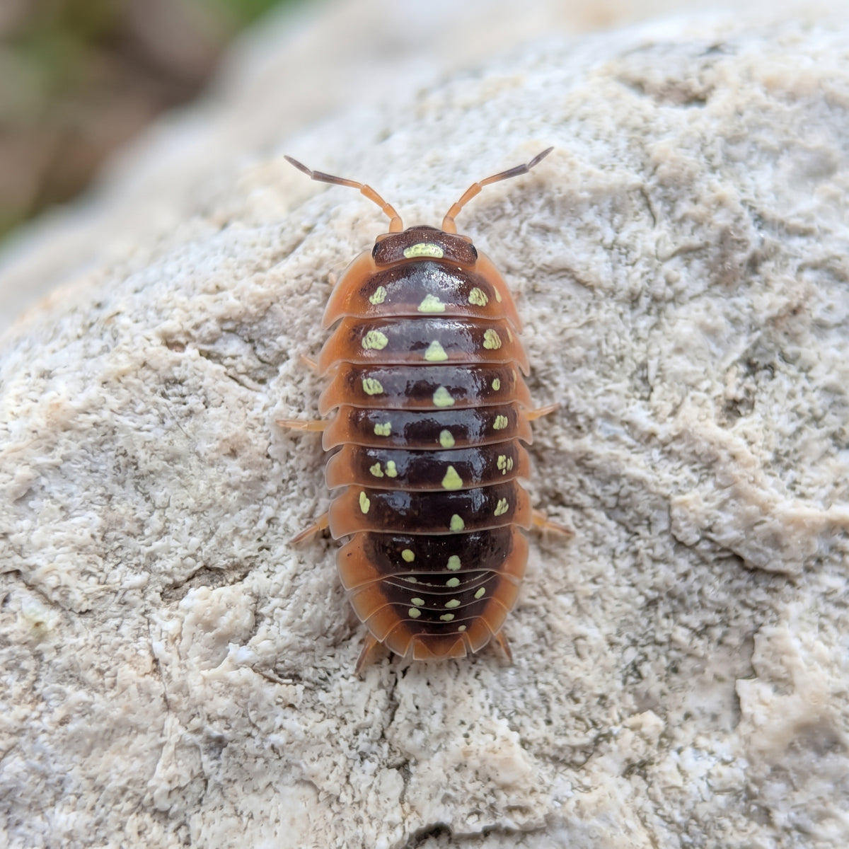 Armadillidium cetinjense « Yellow »