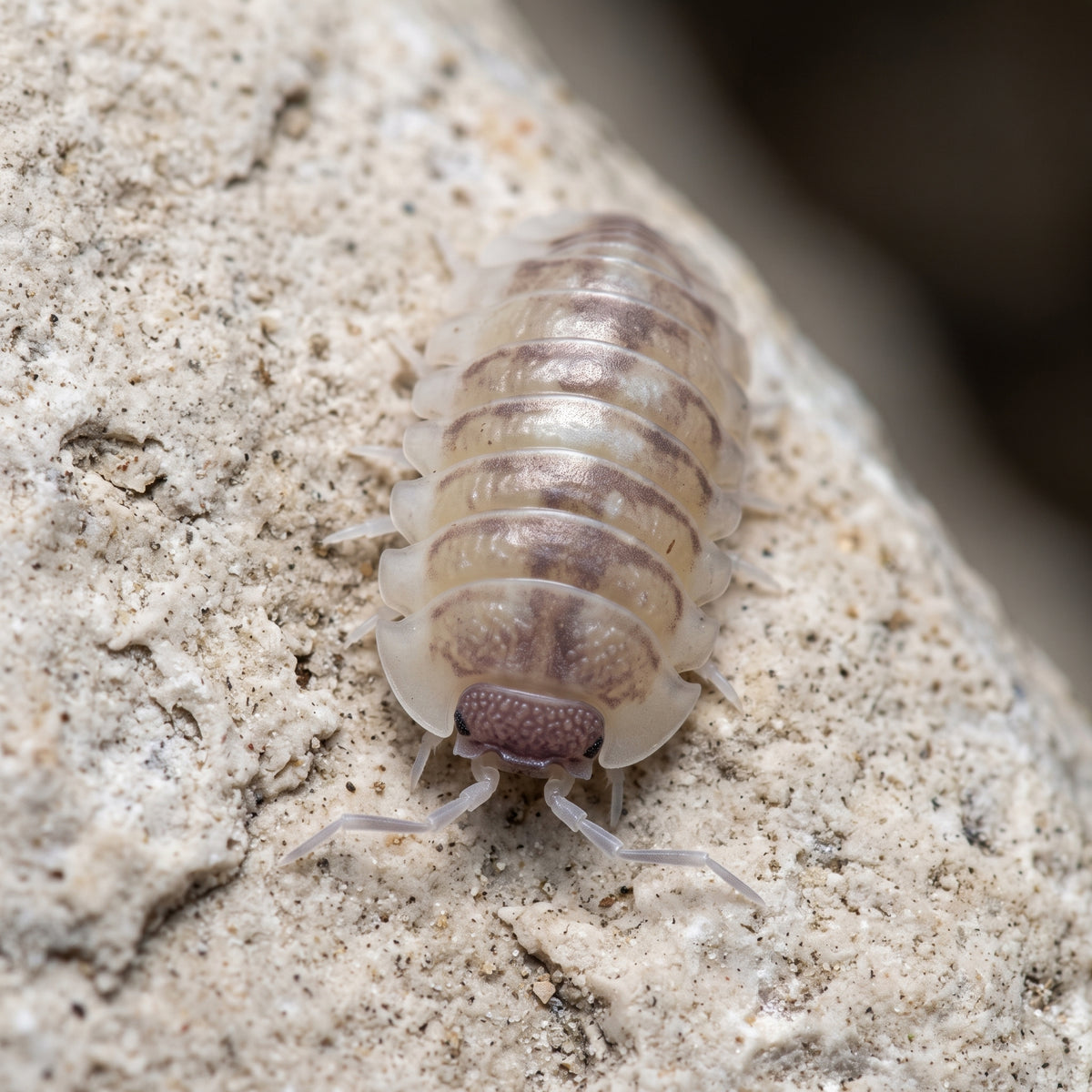 Armadillidium cf. espagnyoli « Marbleized »