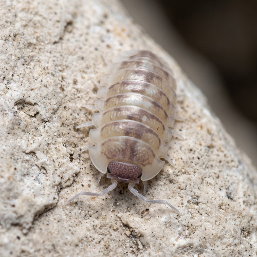 Armadillidium cf. espagnyoli « Marbleized »